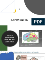 Bases Neurologicas Del Lenguaje