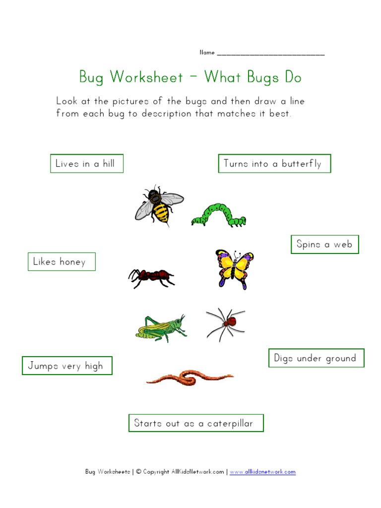 About Bugs Worksheet | PDF