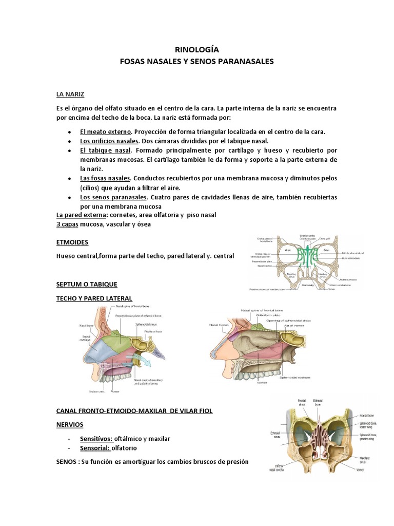 Anatomía y Funciones de la Nariz | PDF | Nariz humana | Anatomía