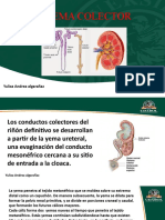 Desarrollo de los conductos colectores renales