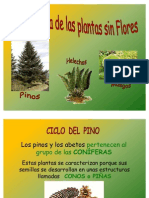 Presentación Plantas Sin Flores