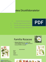 Diversitatea Dicotilidonatelor