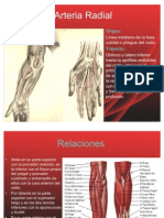 Arteria Radial