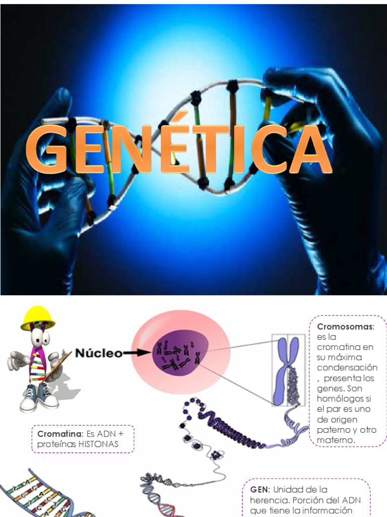 C - Sem6 - Bio - Clase Genética | PDF | Dominancia (Genética) | Cigosidad