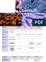 Familia Clostridium 2