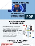 El Sistema Urinario