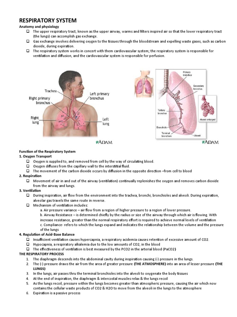RESPIRATORY SYSTEM Nclex Iloilo 4 | PDF | Respiratory Tract | Lung