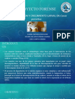 Proyecto Forense - Iiavance