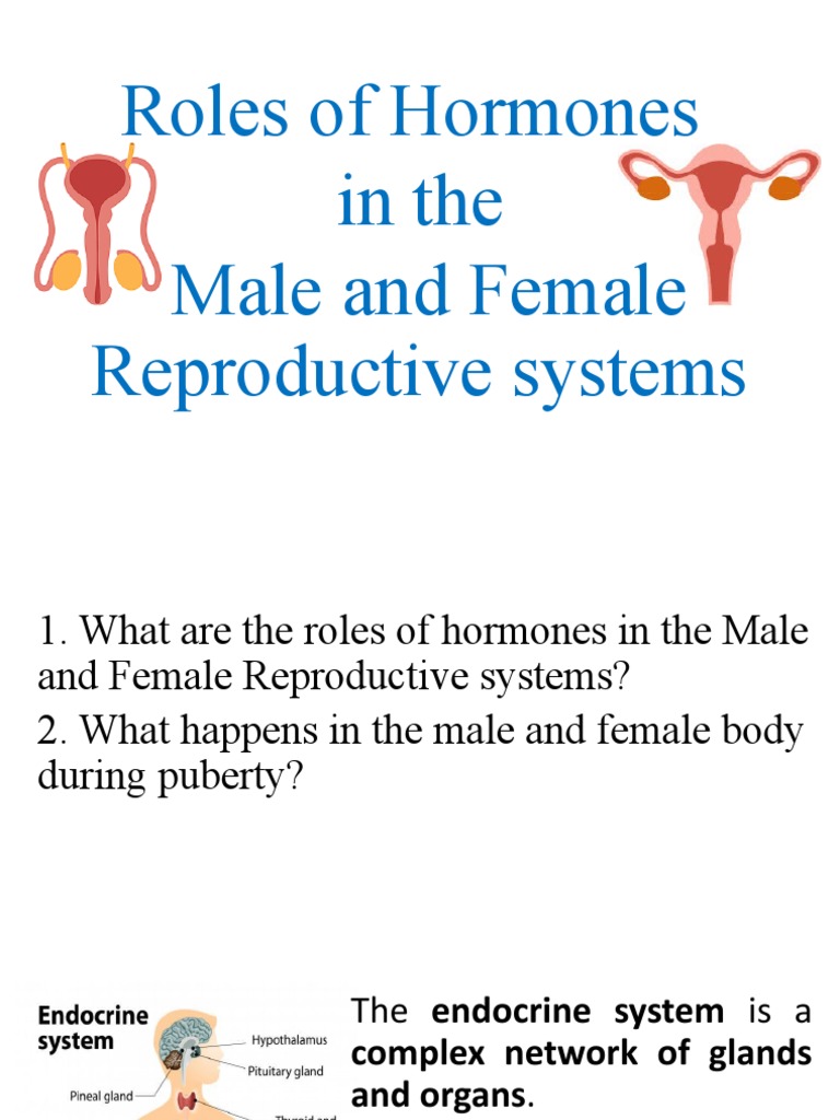 Lesson 3 2 Roles Of Hormones In The Reproductive System Pdf