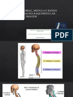 Anatomia da coluna vertebral e relação com a medula espinal