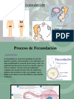 Fecundación 2