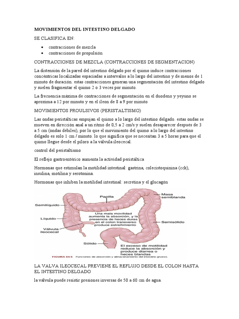 Movimientos del intestino delgado y colon | PDF | Intestino delgado | Recto