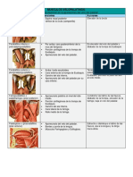 Musculos Velopalatinos y Faringeos