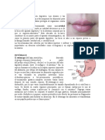 La boca, principio del tracto digestivo