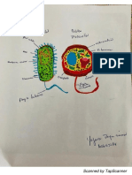 Concepto de Celula, Linea de Tiempo Celula Eucariota y Procariota