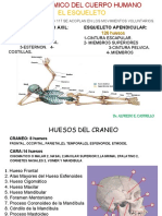 3-Atlas de SISTEMA OSEO (Autoguardado) YA