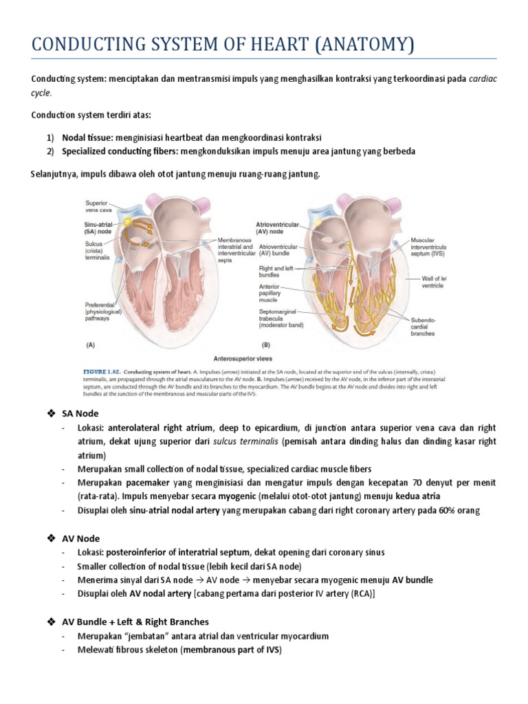 Sistem Konduksi Jantung dan Fungsinya | PDF