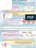 Aparato Locomotor