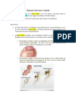 Desarrollo Neurologico