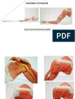 Slides Prática Muscular - 4 Parte A