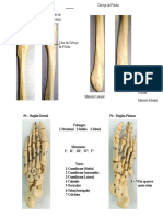 Ossos P1-2023.1-J