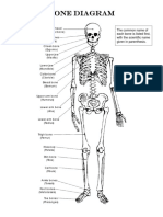 Bone Diagram