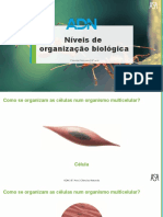 Níveis de Organização Biológica