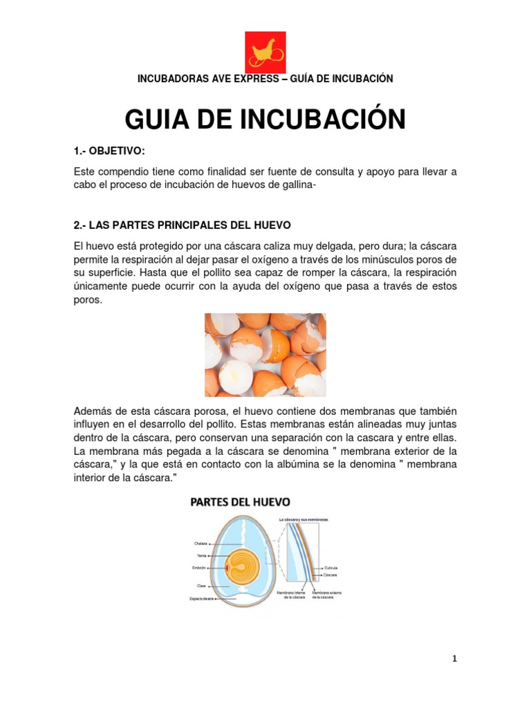 Guía de Incubación de Huevos de Gallina | PDF | Huevo | Pollo