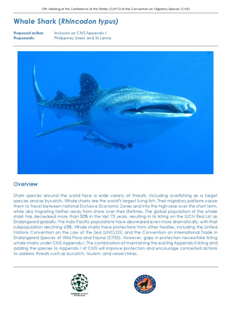 Whale Shark Fact Sheet PDF Sharks Cites