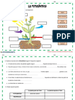 La Fotosíntesis