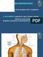 Anatomia e Fisiologia Do Sistema Respiratório