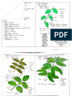 Praktikum Phyllotaxis (Duduk Daun)