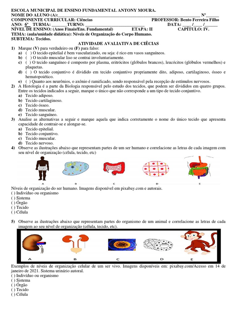 TECIDOS | PDF | Tecido (Biologia) | Tecido conjuntivo, image size:768x1024