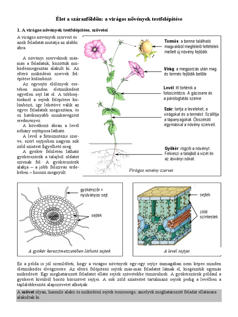 A Virágos Növények Testfelépítése, Szövetei | PDF