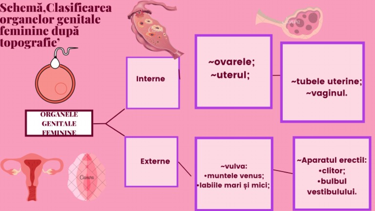 Schema Clasificarea Organelor Genitale Feminine | PDF