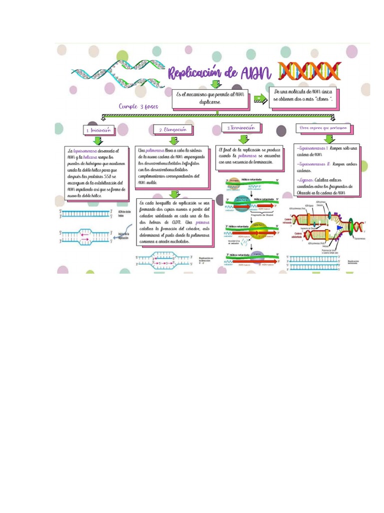 Replicacion, Transcripcion y Traduccion de Adn | PDF