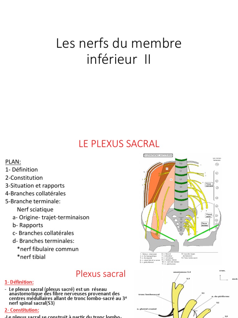Anatomie Les Nerfs Du Membre Inférieur II PDF Jambe humaine Pied — free download