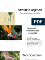 Strelitzia Reginae