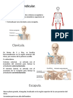 Sistema Esqueletico - Apendicular