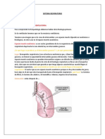 Sistema Respiratorio