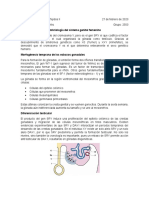 Embriología Del Sistema Genital Femenino