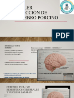 Taller Diseccion Cerebro Porcino