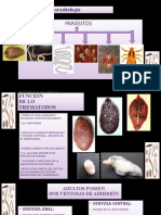 Estructura y Funcion de Trematodos Auxiliatura