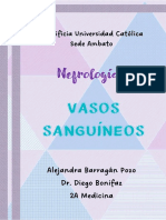  Vasos Sanguíneos