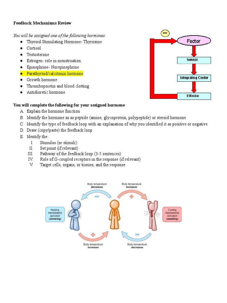 Feedback Mechanism Activity Biology Diagrams
