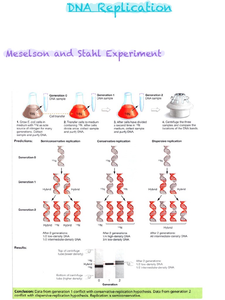 DNA Replication An InDepth Look at the Key Components and Steps