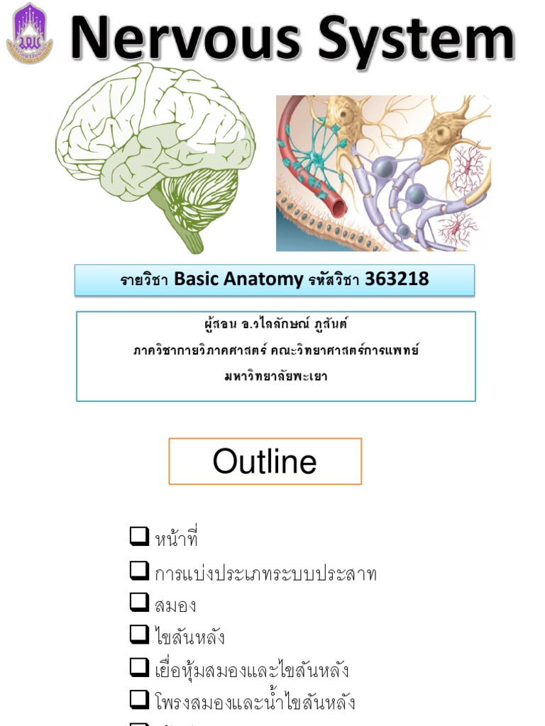 Nervous System 363218 - Lecture 2563 | PDF