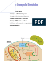 04 Cadena de Electrones Mitocondrial