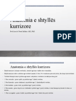 Anatomia E Shtyllës Kurrizore: Prof - Ass.Dr. Ferat Sallahu MD, PHD