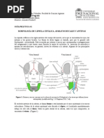 1 Guia Practica Entomologia General PDF